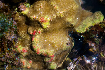 Stony Coral in Maui, Hawaii tidepool