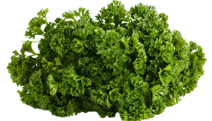 Fototapeta premium Bunch of fresh green parsley isolated on white