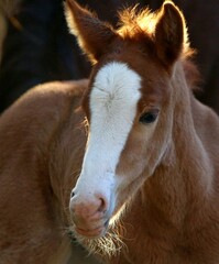 Portrait of Wild Horse Filly 