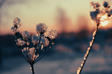 BEAUTIFUL WINTER photos with snow and icy branches with sun glare and leaves. High quality photo
