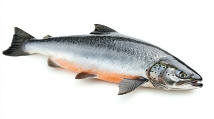 Obraz premium raw salmon, fish isolated on white background, full depth of field