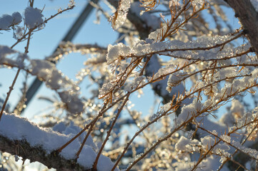 BEAUTIFUL WINTER photos with snow and icy branches with sun glare and leaves. High quality photo