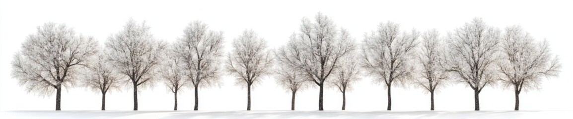 Fototapeta premium Conifer tree isolated in winter, perfect for skylines.