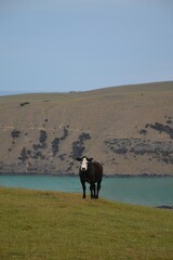 young suckler beef heifers cows grazing in a seaside paddock