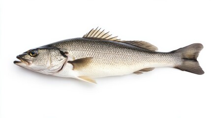 Obraz premium Seabass isolated on white background, full depth of field