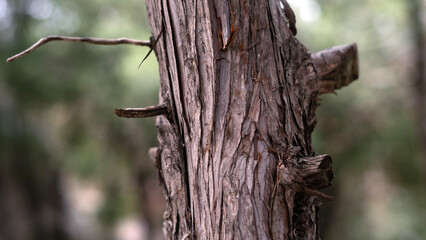 Tree, bark close-up. Close-up of tree bark in the forest for a natural background. Nature. Details. Focus on tree trunk with blurred background