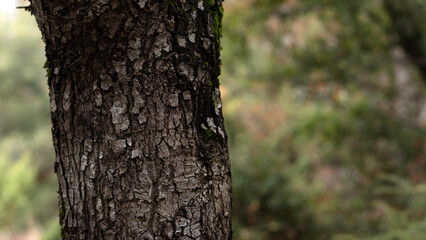 Obraz premium Tree, bark close-up. Close-up of tree bark in the forest for a natural background. Nature. Details. Focus on tree trunk with blurred background