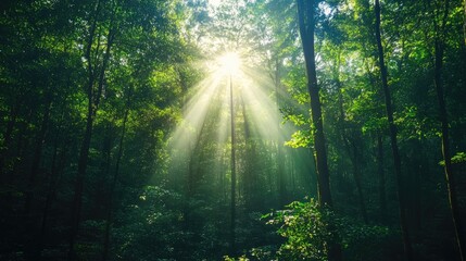 Obraz premium Sunlight streaming through lush green trees in a tranquil forest, showcasing a vibrant ecosystem vital for environmental conservation and climate monitoring.