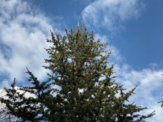Obraz premium Himalayan cedar pine cone. Young pine cone sitting on tree branch. Himalayan cedar, or deodar cedar tree for Christmas background. Close-up of ripe brown cone and green needles of Cedrus deodara. 