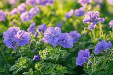 Fototapeta premium Field of Geranium Rozanne blooms in early summer light Soft toned photography