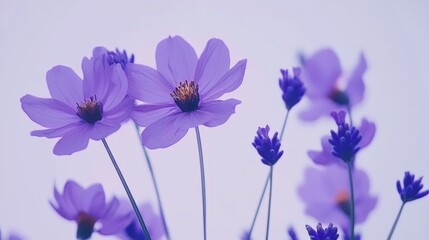 Obraz premium Lavender flowers in varying shades of purple gracefully arranged with delicate petals and soft light background creating a serene floral composition.