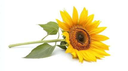 Obraz premium sunflower, isolated on white background, full depth of field