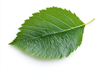 Fototapeta premium Isolated mulberry leaf on white background