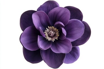 Obraz premium Isolated purple Magnolia felix on a white background with cutout