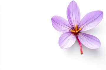 Obraz premium Isolated saffron on white background