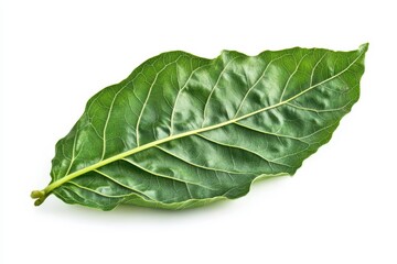 Obraz premium Mulberry leaf against a white backdrop