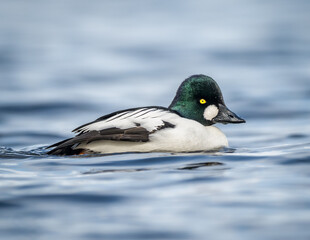 Fototapeta premium Common Goldeneye male duck on light blue water