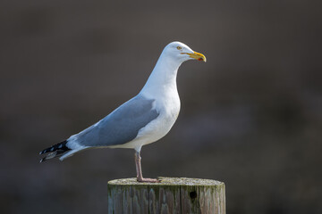 Fototapeta premium Herring Gull standing on large wooden post