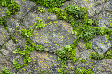 Obraz premium Moss and Stone, Texture background, vibrant greens, natural growth, and rustic patterns, high-resolution close-up, 4K