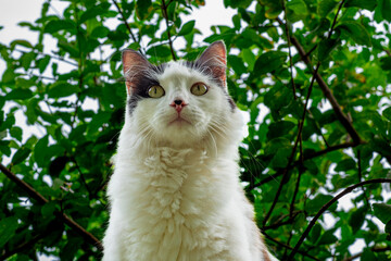 gato branco e preto em uma árvore