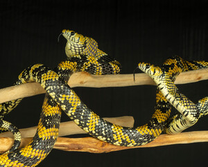 Mexican Tiger Rat Snake, Spilotes pullatus mexicanus