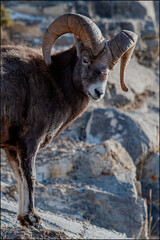 mountain sheep on the rock