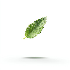Obraz premium Fresh mint leaf, white isolated background.