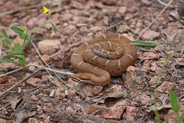 Fototapeta premium Arizona Ridge-nosed Rattlesnake (Crotalus willardi) Coiled in Rocky Environment 