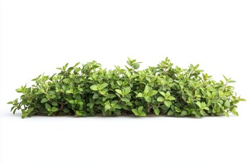 Fototapeta premium A detailed photo of thyme on a white background