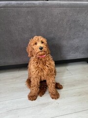 Golden doodle puppy