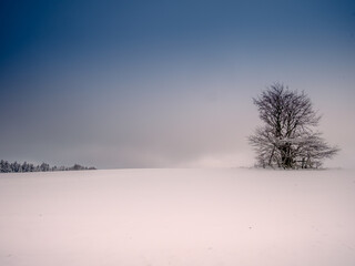 Isolated solitary tree surrounded by mysterious gloomy landscape