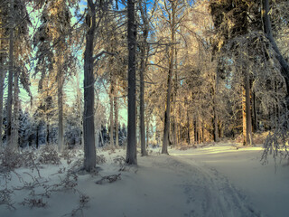 Winter snowy landscape with fresh snow covered trees