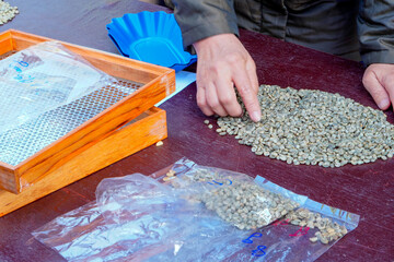 Coffee bean selection process of farmers