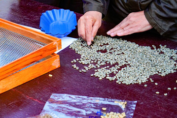Coffee bean selection process of farmers