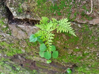 Plants with the scientific name Asplenium adiantum nigrum green leaves of rough texture that grow against the wall