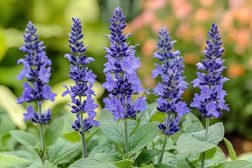 Fototapeta premium Detailed view of blue and purple sage flowers and buds with a blurred foreground and background