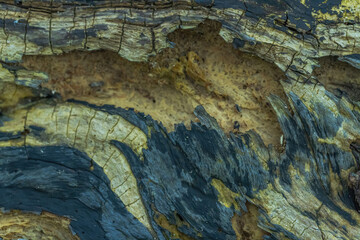 The Look Of A Dying Tree