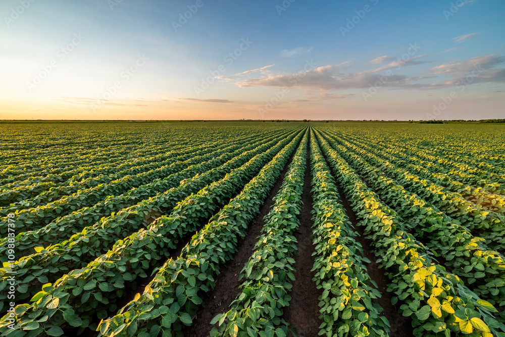 Wall mural Beautiful rural landscape of a vast soybean field at sunset