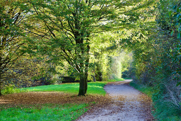 path in the park in autumn