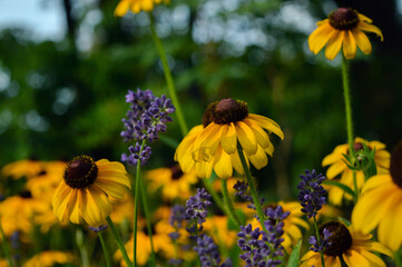 the yellow radiance of the flower