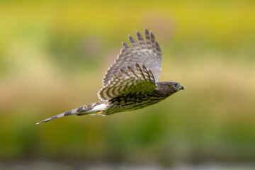 Tagged Cooper's Hawk in Flight