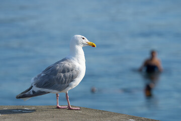 Obraz premium Glaucous-Winged Gull Eyes Swimmers in Puget Sound