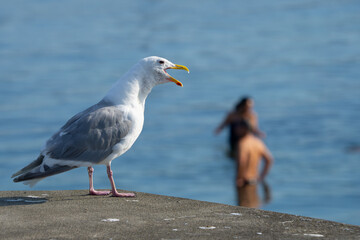 Fototapeta premium Glaucous-Winged Gull Eyes Swimmers in Puget Sound