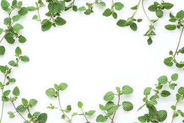 White background with separated oregano and marjoram leaves