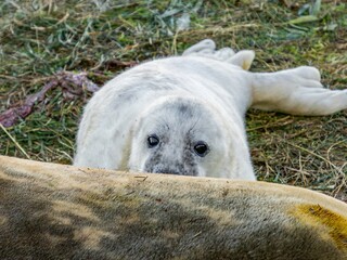 Fototapeta premium New born grey seal pup, pups with mother, suckling and feeding on the english coast. Donna Nook breeding on the beach. Adult cow with her pup. White coat basking in the winter sunlight.