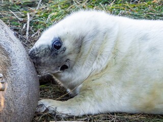 Fototapeta premium New born grey seal pup, pups with mother, suckling and feeding on the english coast. Donna Nook breeding on the beach. Adult cow with her pup. White coat basking in the winter sunlight.