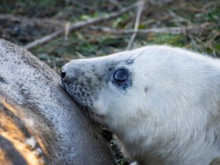 Obraz premium New born grey seal pup, pups with mother, suckling and feeding on the english coast. Donna Nook breeding on the beach. Adult cow with her pup. White coat basking in the winter sunlight.