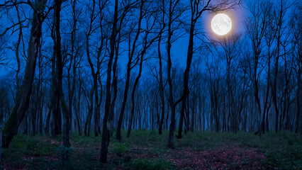 Serenity in Nature: Stunning Scenic Views