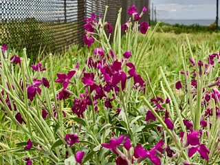 A vibrant cluster of purple Sea Stock flowers blooming on a coastal bluff in Carlsbad, California.