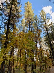 Fototapeta premium A stunning view of a forest canopy, with tall pine trees reaching for the sky and a vibrant display of autumn foliage.